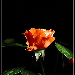 photo "Rose"