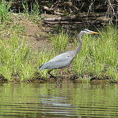 photo "Great Blue Hunter"