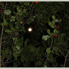 photo "The moon and cherry"