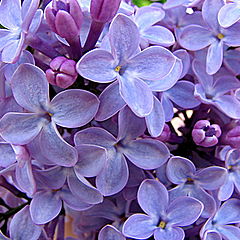 photo "The lilac in mine to a garden blossoms..."