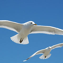 photo "Circling Seagulls"