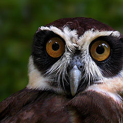 photo "Tawny-browed Owl"