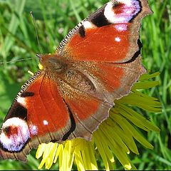 photo "Butterfly"