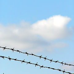 photo "This sweet word "freedom""