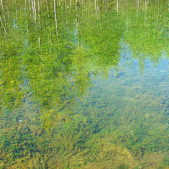 photo "The reflections and the bottom of the lake"