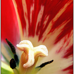 photo "Tulipa"