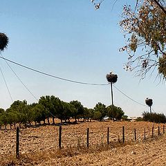 photo "nests"