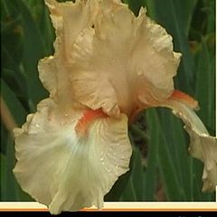 photo "Golden Iris"