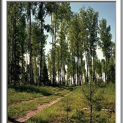 photo "Wood road"