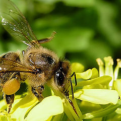 фото "Пчелка"
