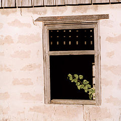 photo "Kind in a window"
