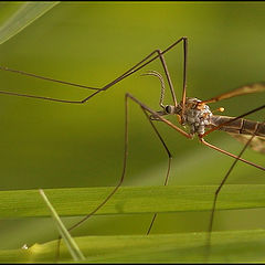 фото ""Hexapod""