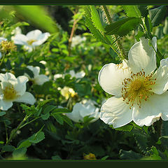 photo "Thorns and roses"