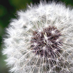 photo "dandelion"