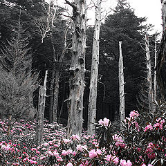 photo "Field of Rhododendrons"