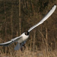 photo "Seagull"