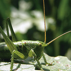 photo "Grasshopper"