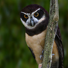 photo "Tawny-browed Owl"