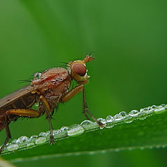 photo "Fly and dew"