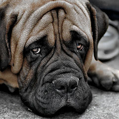 photo "Sad dog"