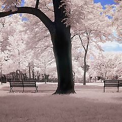 photo "in the park"