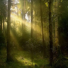 photo "Wood sacraments."