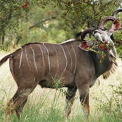 photo ""Nyala male", Kruger National Park (South africa)"