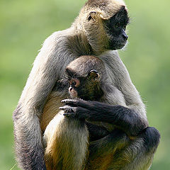 фото "Mother and Child"