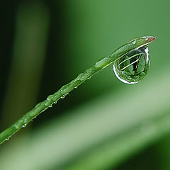 photo "The world in dew"