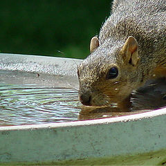 photo "water break"