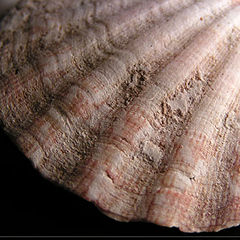 фото "Shell"