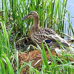 photo "Feathery neighbours of the big city"