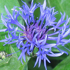 photo "Cornflower"