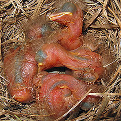 photo "Small ouzels"