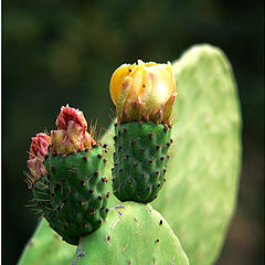 photo "Trowel"