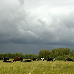 photo "Lull before rain"