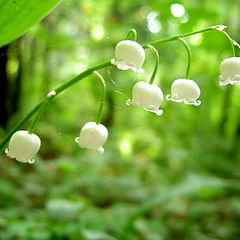 photo "Green and White"