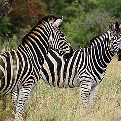 фото "Зебры, Национальный парк им.Крюгера, ЮАР"