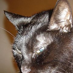 photo "Black Cat"