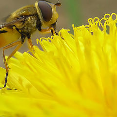 photo "Planet Dandelion_3"