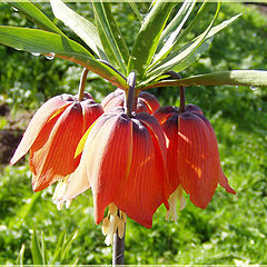 photo "Fritillaria Imperialis"