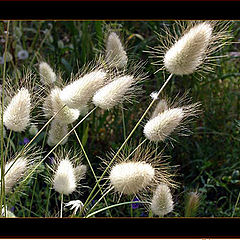 photo "Natural...Brush"