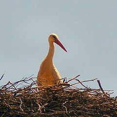 photo "stork"
