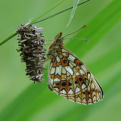 photo "Numphalidae and Psychidae"