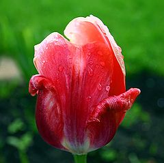 photo "The End Of Tulips' Season..."