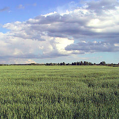 фото "Будет гроза"