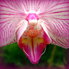 photo "ORQUIDEA"