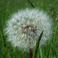 photo "Dandelion 2"