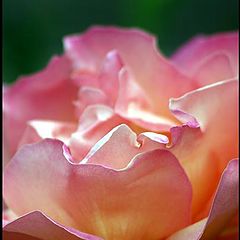 фото "rose"