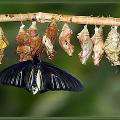 photo "One minute prior to the first flight"